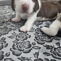 Beagle Puppies from Lonestar Beagles
