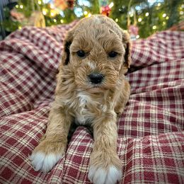 Hannah - Red female Cavapoo puppy in Blackfoot, Idaho from Rocky Desert Goldens and Cavaliers