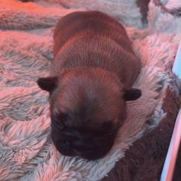 Bunkhouse Litter-Ryan - Fawn male French Bulldog puppy in Kalispell, Montana from Grace & Grit Frenchies