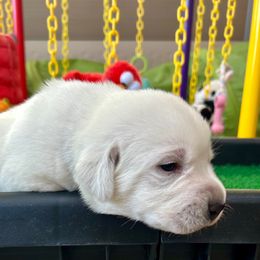 Boy 4 - Yellow male Labrador Retriever puppy in Gilbert, Arizona from Mad Rabbit Labradors