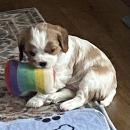 Nicole - Blenheim female Cavalier King Charles Spaniel puppy in Toledo, Ohio from Hopewell Cavaliers