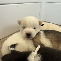 Black Collar - White male Pomsky puppy in Exeter, Rhode Island from Ocean State Pomskies