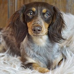 Scout - Dachshund