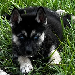 Siberian Husky Puppies from Hargaden Huskies