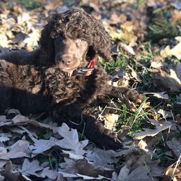 Poodle Puppies from Oakridge Standard Poodle