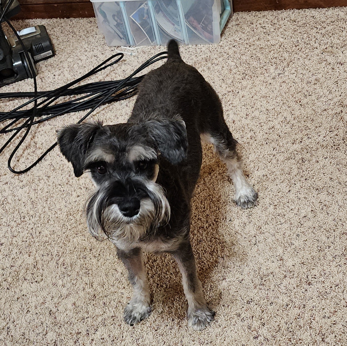 SCHNICKERS - Miniature Schnauzer