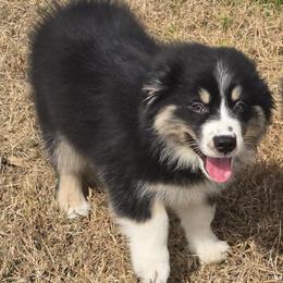Boy 7 - male Australian Shepherd puppy in Lakeland, Florida from Diamond P Australian Shepherds