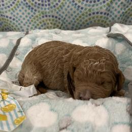 Anchor - Red  male Goldendoodle puppy in Camden, North Carolina from Oopsie Doodles of NC