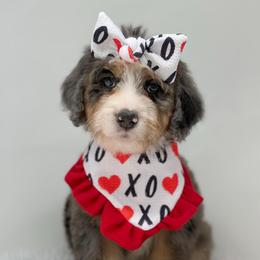 Harmony - Blue merle female Bernedoodle puppy in Fleming, Colorado from Vandenbark Doodles