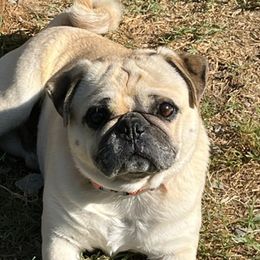 Tater Tot - Pug