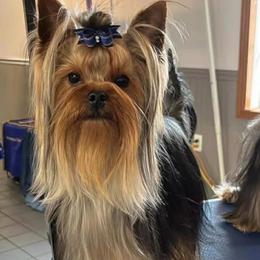 Kodi - Black and tan male Yorkshire Terrier puppy in Kendallville, Indiana from Yorkies Kisses/Rusalka Siren Song