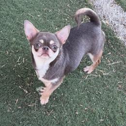 Luna - Chihuahua