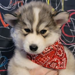 Riot - Gray and white male Siberian Husky puppy in Meridian, Mississippi from JJ's Huskies