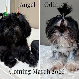 Shih Tzu puppies from The Anderson Farms Kennel