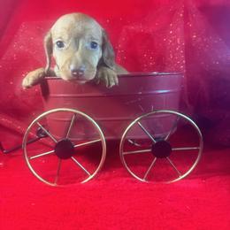 RUMBO - Red male Dachshund puppy in Polo, Missouri from Blue Tails Farm