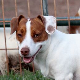 Crockett - Russell Terrier