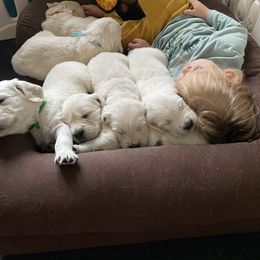Golden Retriever Puppies from Fortunes Golden Retriever