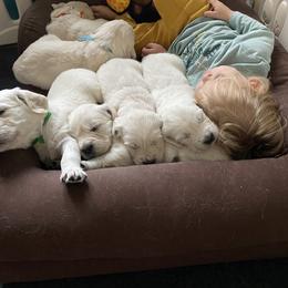 Golden Retriever Puppies from Fortunes Golden Retriever