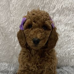 Poodle Puppies from Ritzy Red Poodles