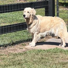 Buck - Golden Retriever