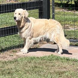 Buck - Golden Retriever