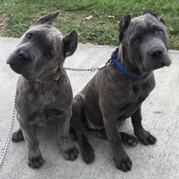 Cane Corso Puppies from Royal Class Kennels