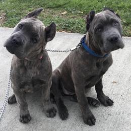 Cane Corso Puppies from Royal Class Kennels