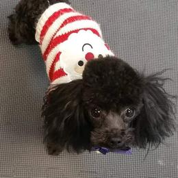 Frodo - Poodle