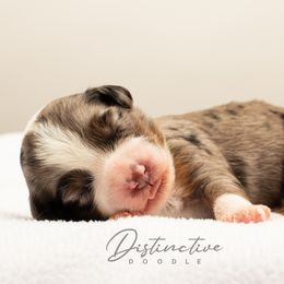 Everest - Blue merle female Aussiedoodle puppy in Kennesaw, Georgia from Distinctive Doodle