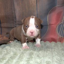 Levi - Chocolate tri-color male American Bully puppy in Orlinda, Tennessee from SimplyBullies