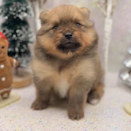Fluttershy - Red sable female Pomeranian puppy in Gilroy, California from Belt Fed Kennels