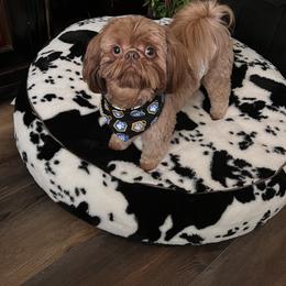 Chewy - Shih Tzu