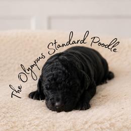 Lucy - Silver female Poodle puppy in Spring Hills, Florida from The Olympus Standard Poodle
