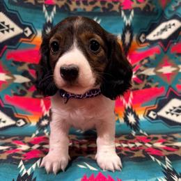Tilly - Piebald female Dachshund puppy in Cumberland, Wisconsin from Homestead Doxies & Shepherds LLC