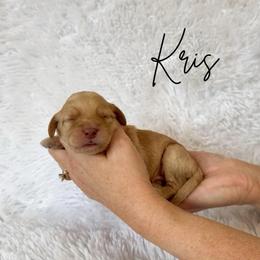 Kris - Caramel male Australian Labradoodle puppy in Oregon from Forever Loyal Labradoodles