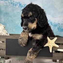 Seehund - Harbor Seal - Phantom male Poodle puppy in Middlebourne, West Virginia from El Silencio Standard Poodles