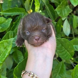 Rolo - Chocolate male Pomeranian puppy in Los Angeles, Santa Clarita, California from LT_Poms