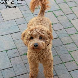 Walker - Australian Labradoodle