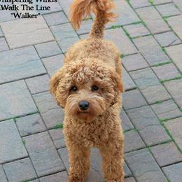 Walker - Australian Labradoodle