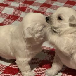West Highland White Terrier Puppies from C&C Westies