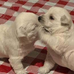 West Highland White Terrier Puppies from C&C Westies