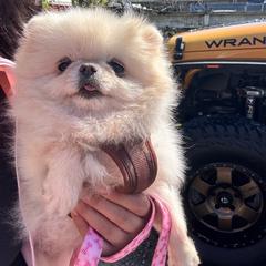 Chanel - Pomeranian
