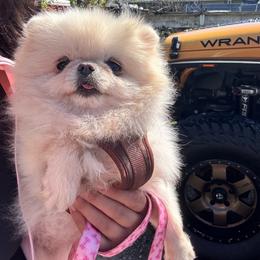 Chanel - Pomeranian