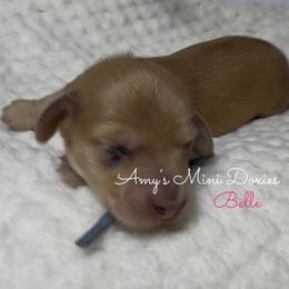 AKC Belle - Red female Dachshund puppy in Jena, Louisiana from Amy’s Mini Doxies