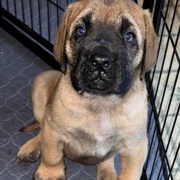 Coop - Fawn male Mastiff puppy in Carthage, Missouri from Mama’s Mastiffs