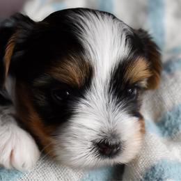 Levi - Black tan and white male Biewer Terrier puppy in California from Skyridge Puppies