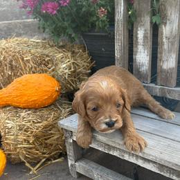 Girl 1 pink - Apricot female Cavapoo puppy in Orion, Illinois from Poppy Garden Doodles