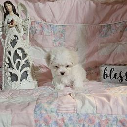 Noel - White Maltese puppy in Terrell, Texas from PBJ Farms