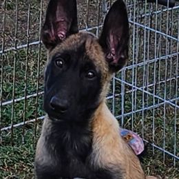 Delta - Yellow female Dutch Shepherd puppy in Howey In The Hills, Florida from MAC K9 Dutch Shepherds