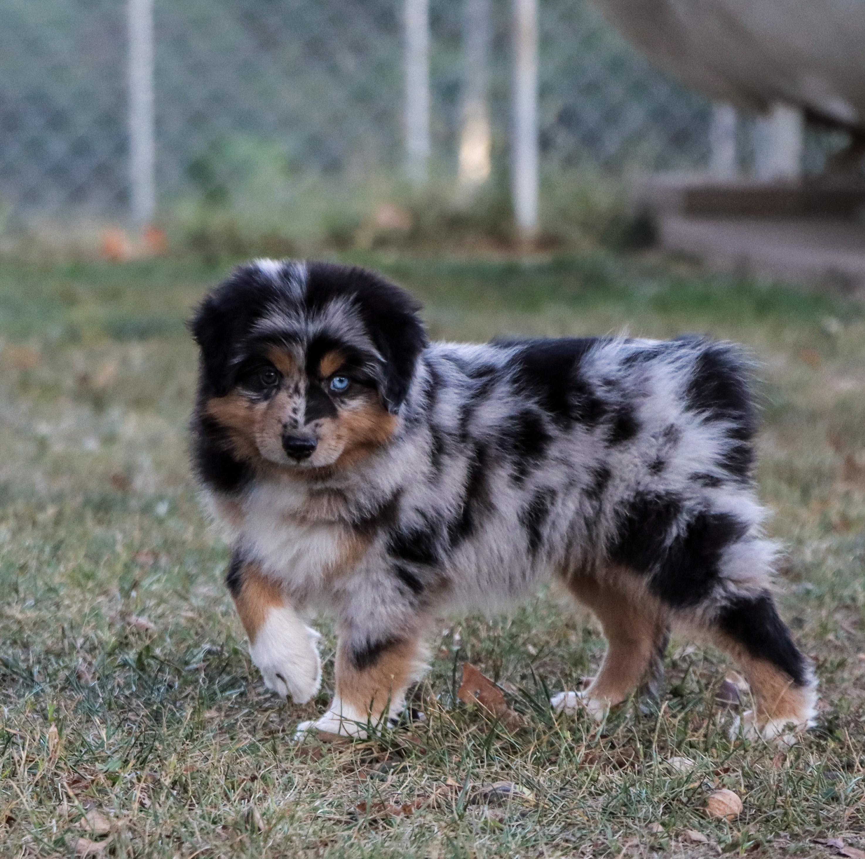 Miniature Australian Shepherd Puppies For Sale | Hopeful Dreams Family  Puppies, image size:2950x2929